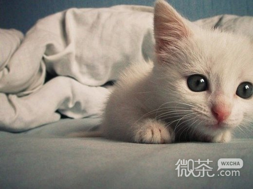 可爱无比小动物意境微信高清图片