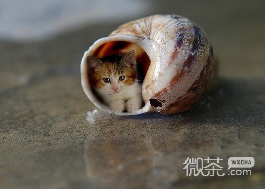 可爱无比小动物意境微信高清图片
