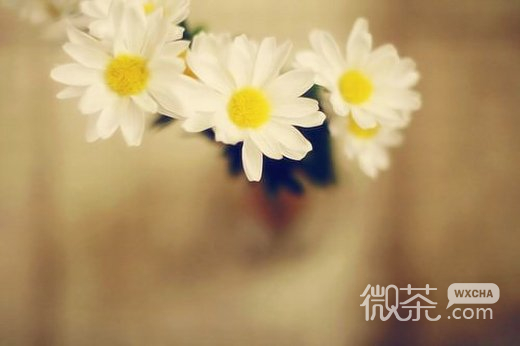 唯美漂亮的花朵微信高清图片