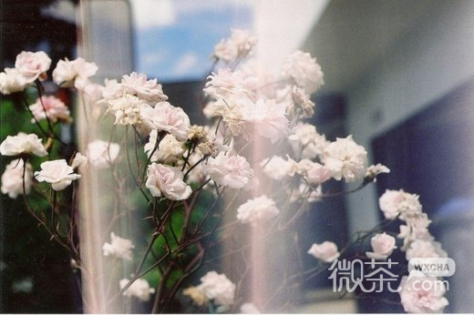 唯美漂亮的花朵微信高清图片
