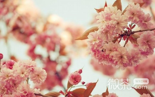 唯美漂亮的花朵微信高清图片