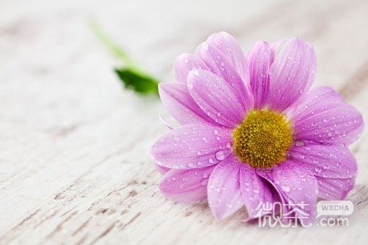 唯美漂亮的花朵微信高清图片