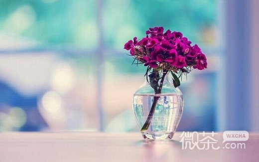唯美漂亮的花朵微信高清图片