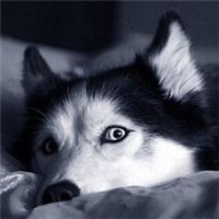 微信傻萌哈士奇头像搞笑图片 搞笑二哈头像