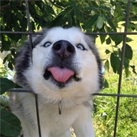 微信傻萌哈士奇头像搞笑图片 搞笑二哈头像