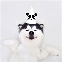 微信傻萌哈士奇头像搞笑图片 搞笑二哈头像