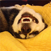 微信傻萌哈士奇头像搞笑图片 搞笑二哈头像