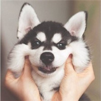 微信傻萌哈士奇头像搞笑图片 搞笑二哈头像