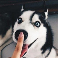 微信傻萌哈士奇头像搞笑图片 搞笑二哈头像