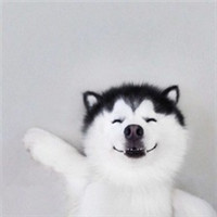 微信傻萌哈士奇头像搞笑图片 搞笑二哈头像