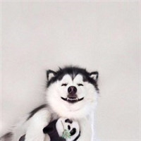 微信傻萌哈士奇头像搞笑图片 搞笑二哈头像