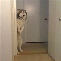 微信傻萌哈士奇头像搞笑图片 搞笑二哈头像