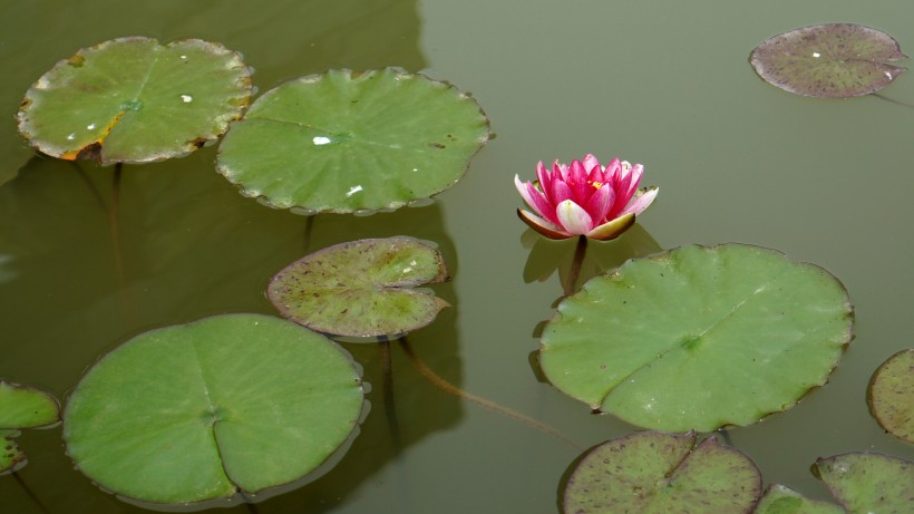 安静的水莲花微信高清图片