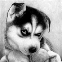 微信傻萌哈士奇头像搞笑图片 搞笑二哈头像