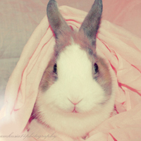 微信萌兔子个性有趣的头像 拥有的快乐怎么会是空欢喜