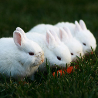 微信萌兔子个性有趣的头像 拥有的快乐怎么会是空欢喜