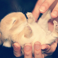 微信萌兔子个性有趣的头像 拥有的快乐怎么会是空欢喜