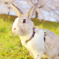 微信萌兔子个性有趣的头像 拥有的快乐怎么会是空欢喜