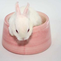 微信萌兔子个性有趣的头像 拥有的快乐怎么会是空欢喜