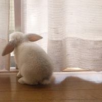 微信萌兔子个性有趣的头像 拥有的快乐怎么会是空欢喜