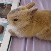 微信萌兔子个性有趣的头像 拥有的快乐怎么会是空欢喜