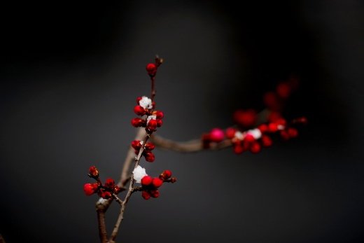 春暖花开意境微信高清图片