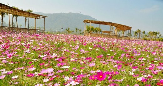 春暖花开意境微信高清图片