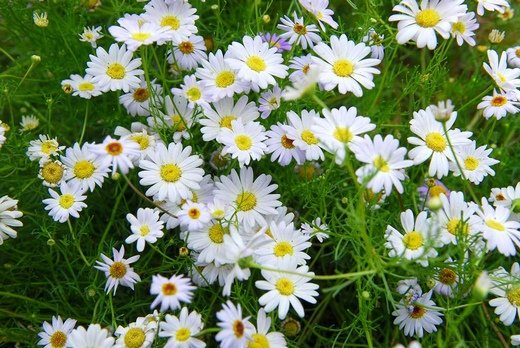 春暖花开意境微信高清图片