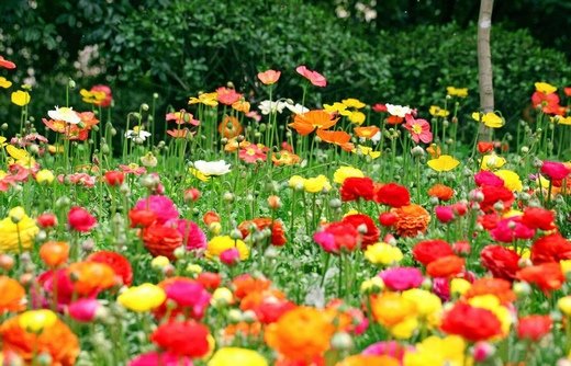 春暖花开意境微信高清图片