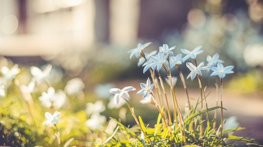 春暖花开意境微信高清图片