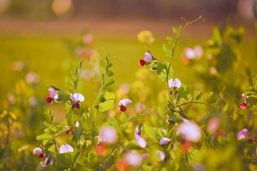春暖花开意境微信高清图片