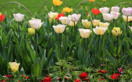 春暖花开意境微信高清图片