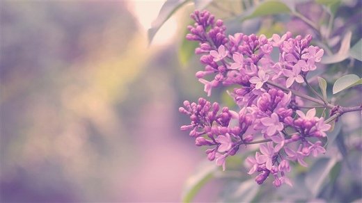 春暖花开意境微信高清图片