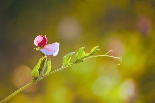春暖花开意境微信高清图片