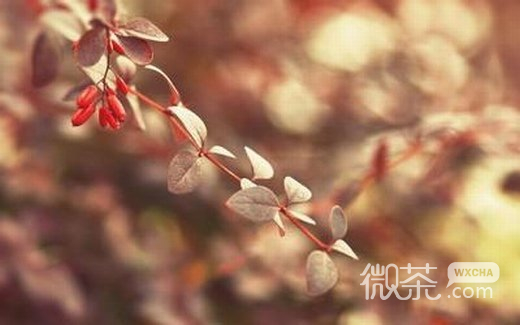 透露着淡淡伤感的意境微信高清图片 淡淡的忧伤