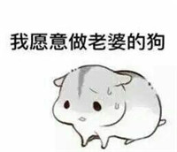 hamham仓鼠微信表情包老公老婆全套 仓鼠情侣专用表情包最新