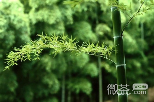 小清新竹子微信高清图片 竹海听涛