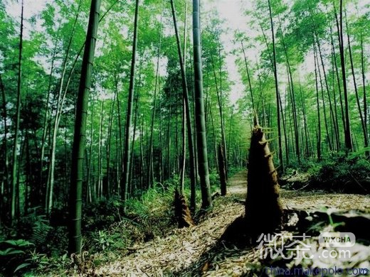 小清新竹子微信高清图片 竹海听涛