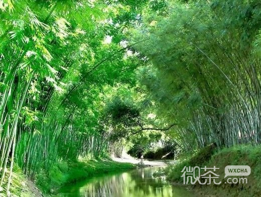 小清新竹子微信高清图片 竹海听涛