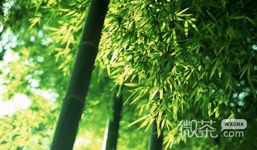 小清新竹子微信高清图片 竹海听涛