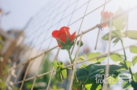 安静淡然的意境微信高清图片 安静而淡然