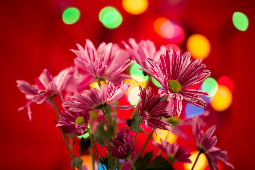 唯美花束微信高清图片