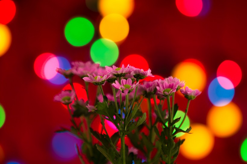 唯美花束微信高清图片