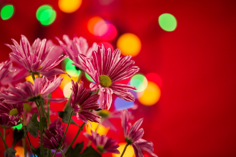 唯美花束微信高清图片