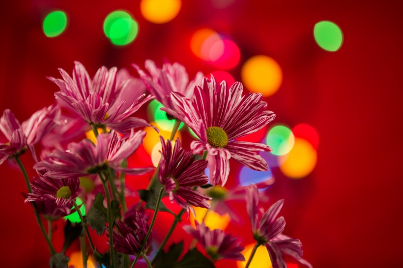 唯美花束微信高清图片