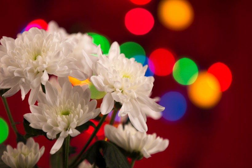 唯美花束微信高清图片