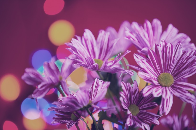 唯美花束微信高清图片