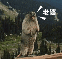 非常有魔性的土拨鼠gif微信表情包