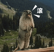 非常有魔性的土拨鼠gif微信表情包