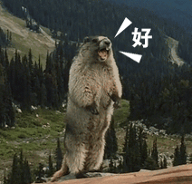 非常有魔性的土拨鼠gif微信表情包